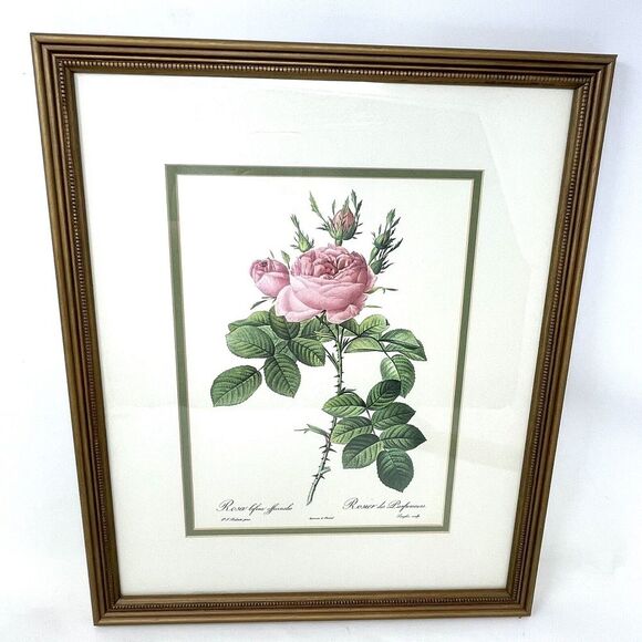 Pierre Joseph Redoute Stipple Engraving‎ Rosa Rosier des Parfumeurs Framed Vtg - Picture 1 of 7